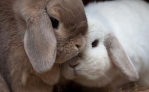 sweet bunnies
